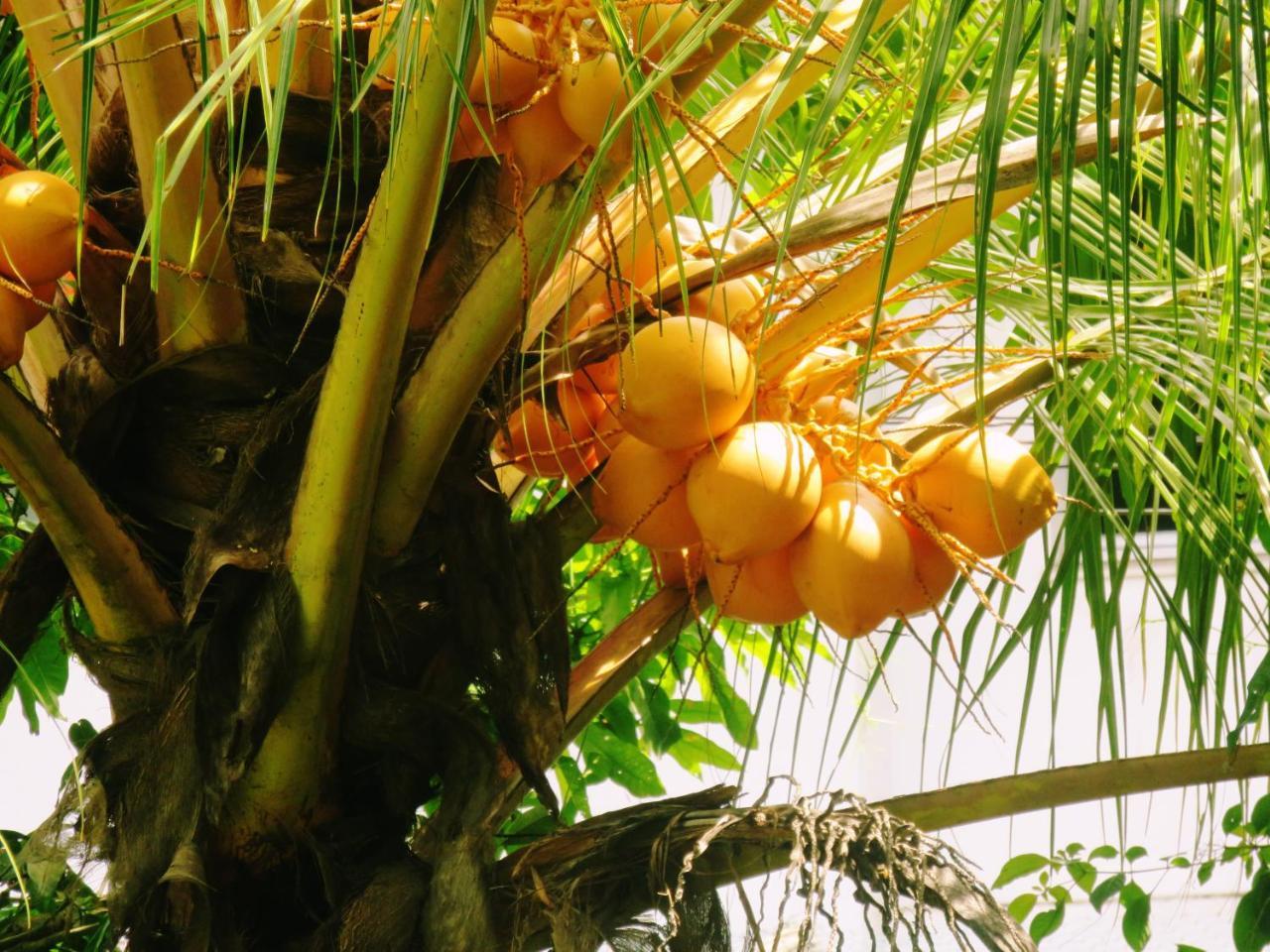 Hotel Sea Avenue - Eco Garden à Tangalle Extérieur photo